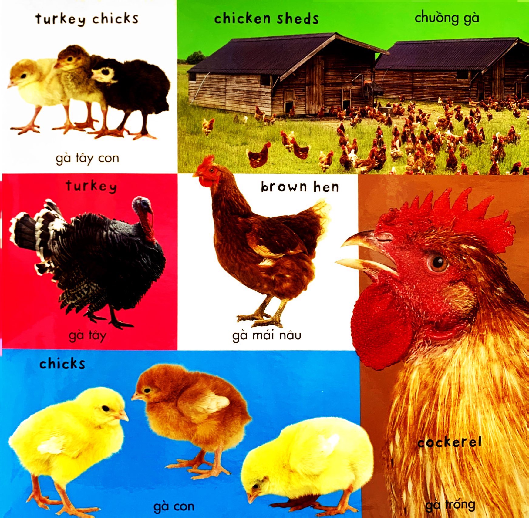 từ vựng đầu đời của bé - 100 từ vựng đầu tiên về trang trại