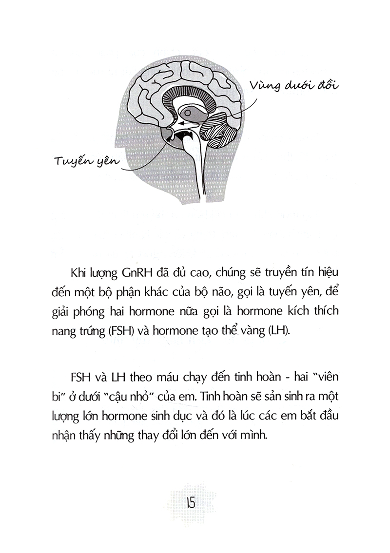 tuổi dậy thì - từ “cậu bé” đến “anh chàng