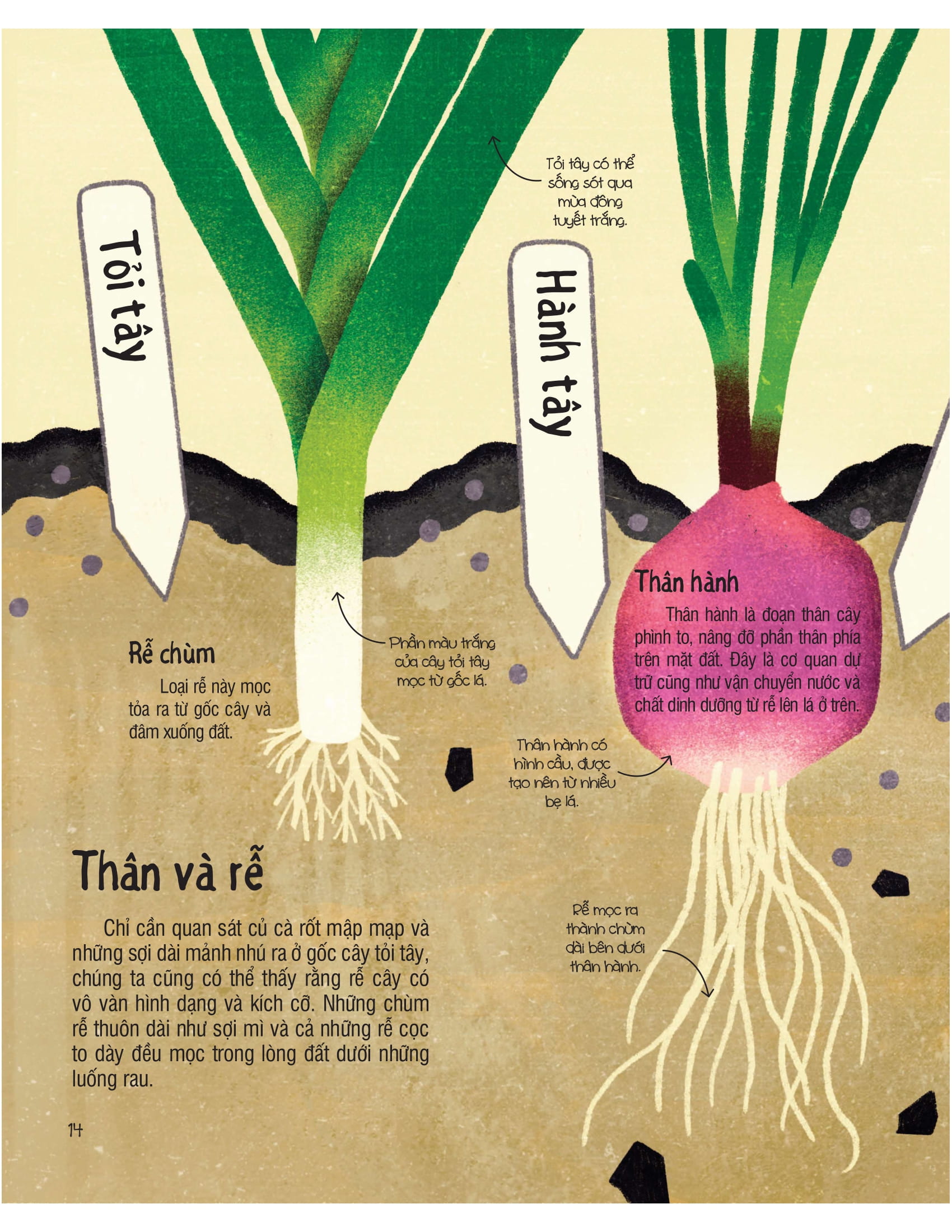 under your feet - dưới đôi bàn chân bạn - đất, cát và ti tỉ thứ dưới lòng đất