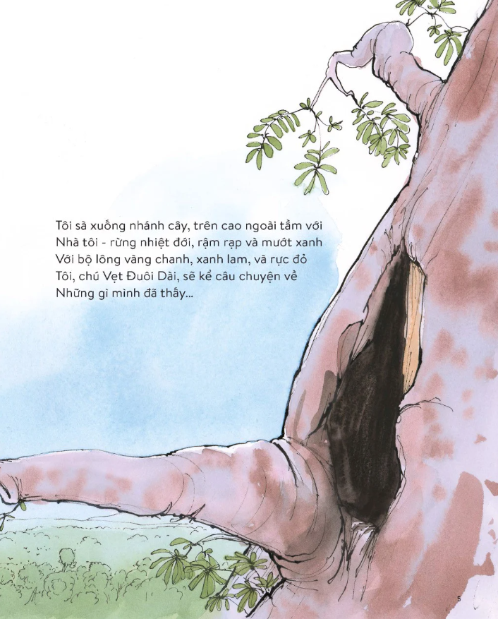 vẹt đuôi dài đã trông thấy gì?