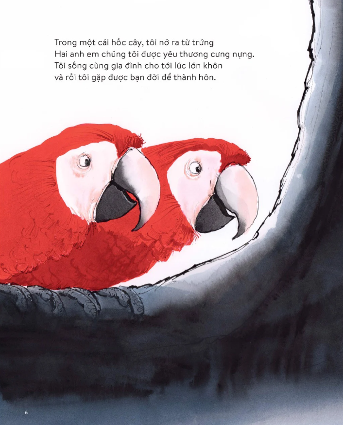 vẹt đuôi dài đã trông thấy gì?