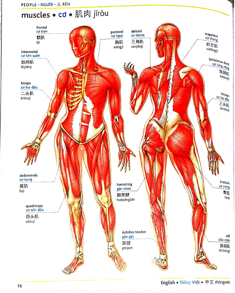 visual english vietnamese chinese trillingual dictinonary