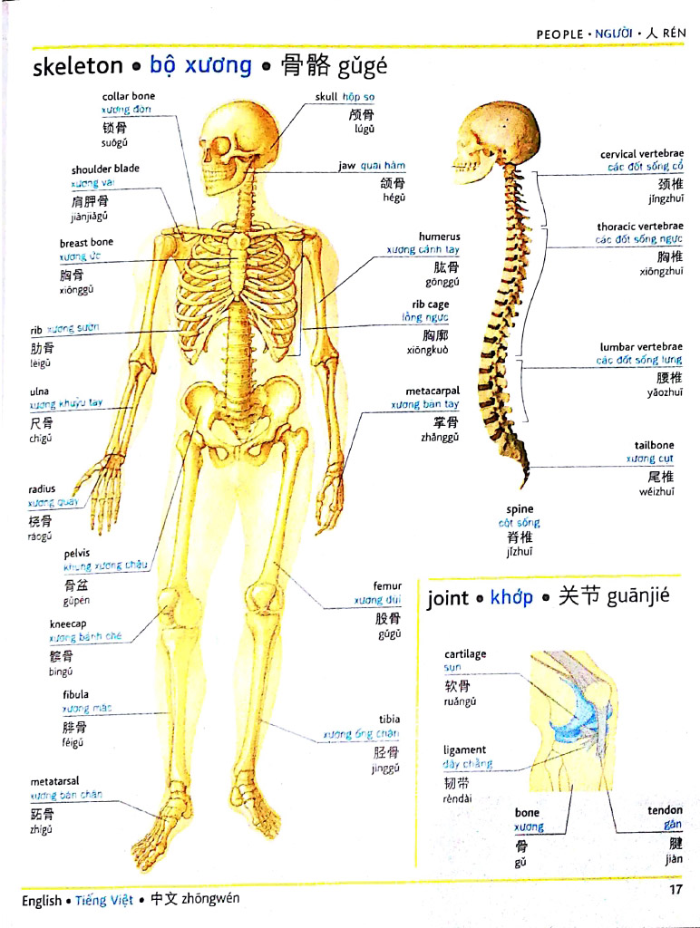 visual english vietnamese chinese trillingual dictinonary