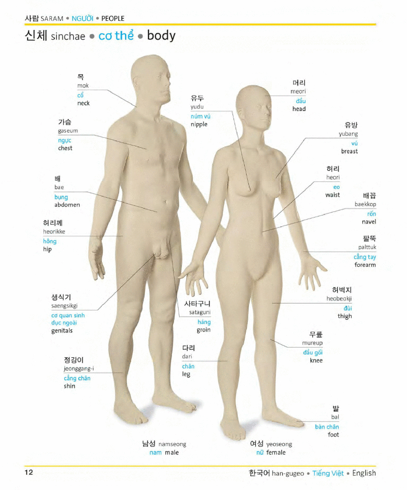 visual korean vietnamese english trilingual dictionary