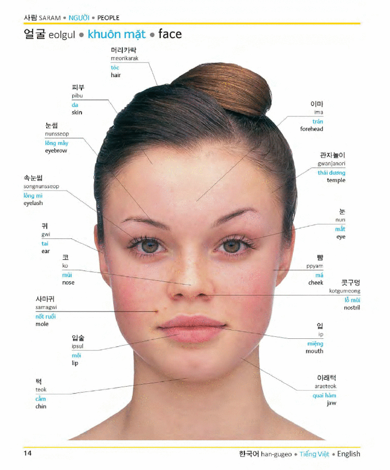 visual korean vietnamese english trilingual dictionary