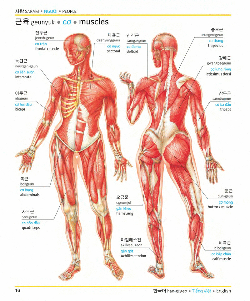 visual korean vietnamese english trilingual dictionary
