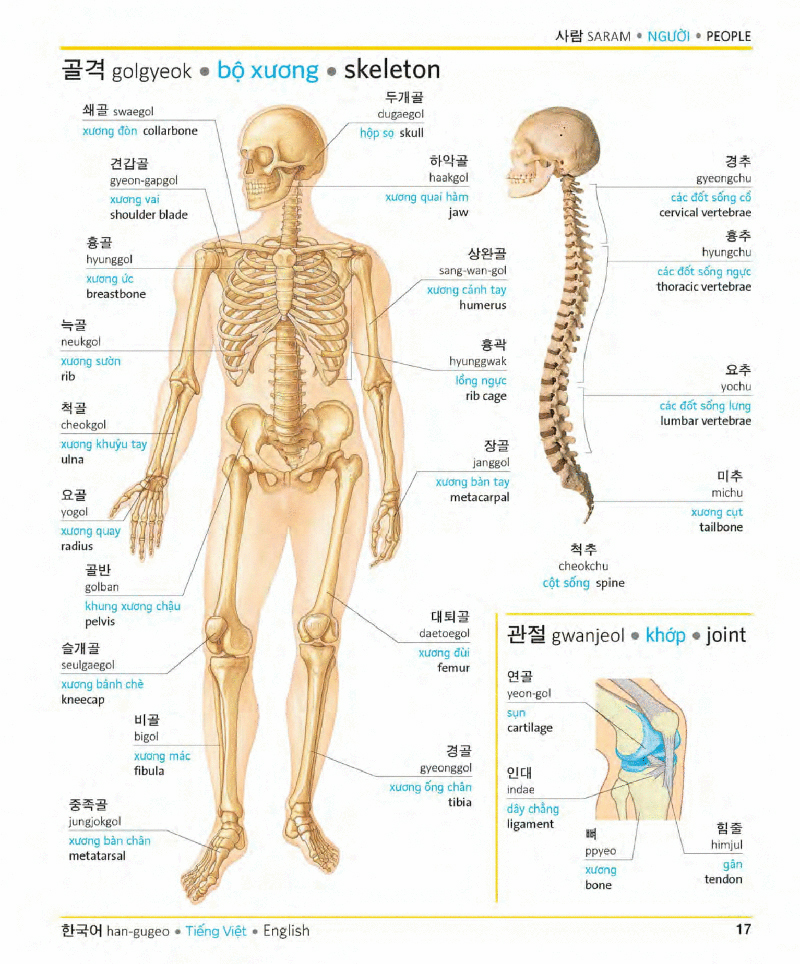 visual korean vietnamese english trilingual dictionary