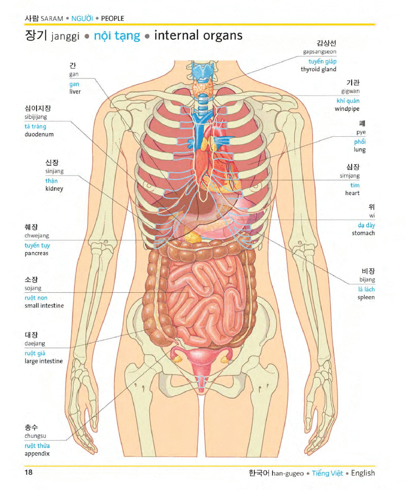 visual korean vietnamese english trilingual dictionary