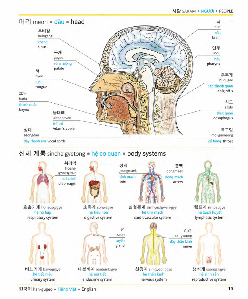 visual korean vietnamese english trilingual dictionary