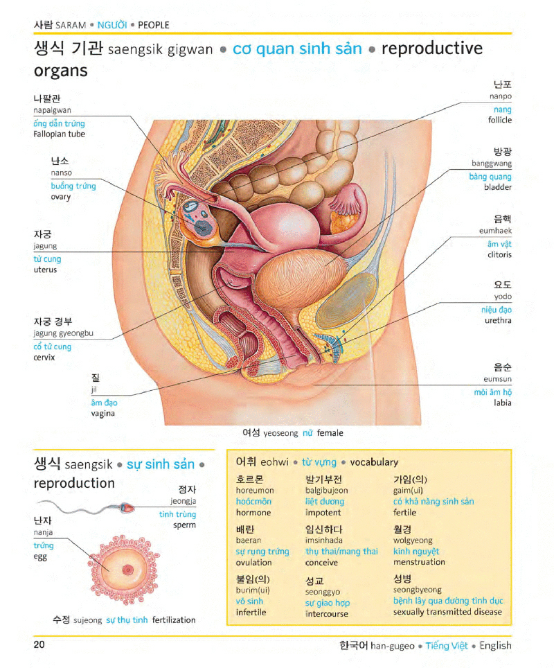 visual korean vietnamese english trilingual dictionary