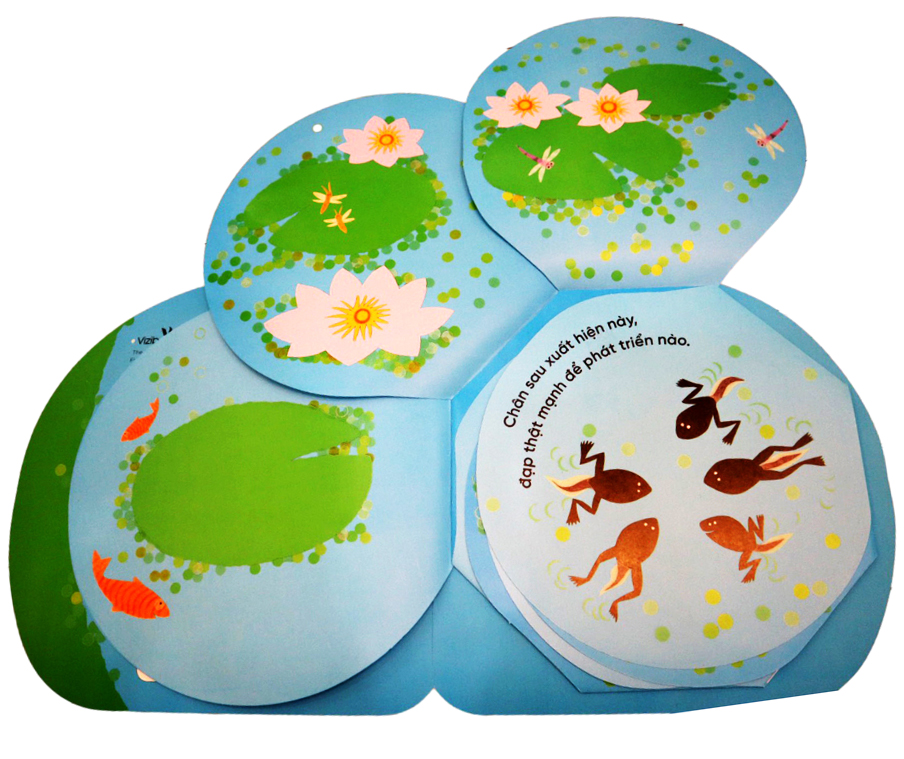 vòng đời kỳ diệu - ếch xanh bé nhỏ