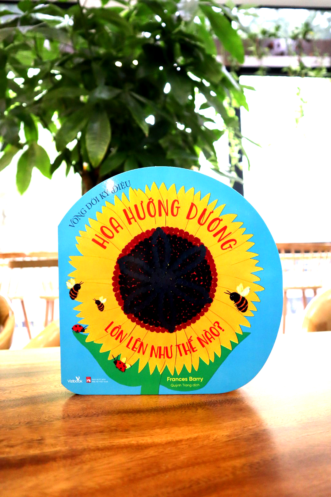 vòng đời kỳ diệu - hoa hướng dương lớn lên như thế nào?