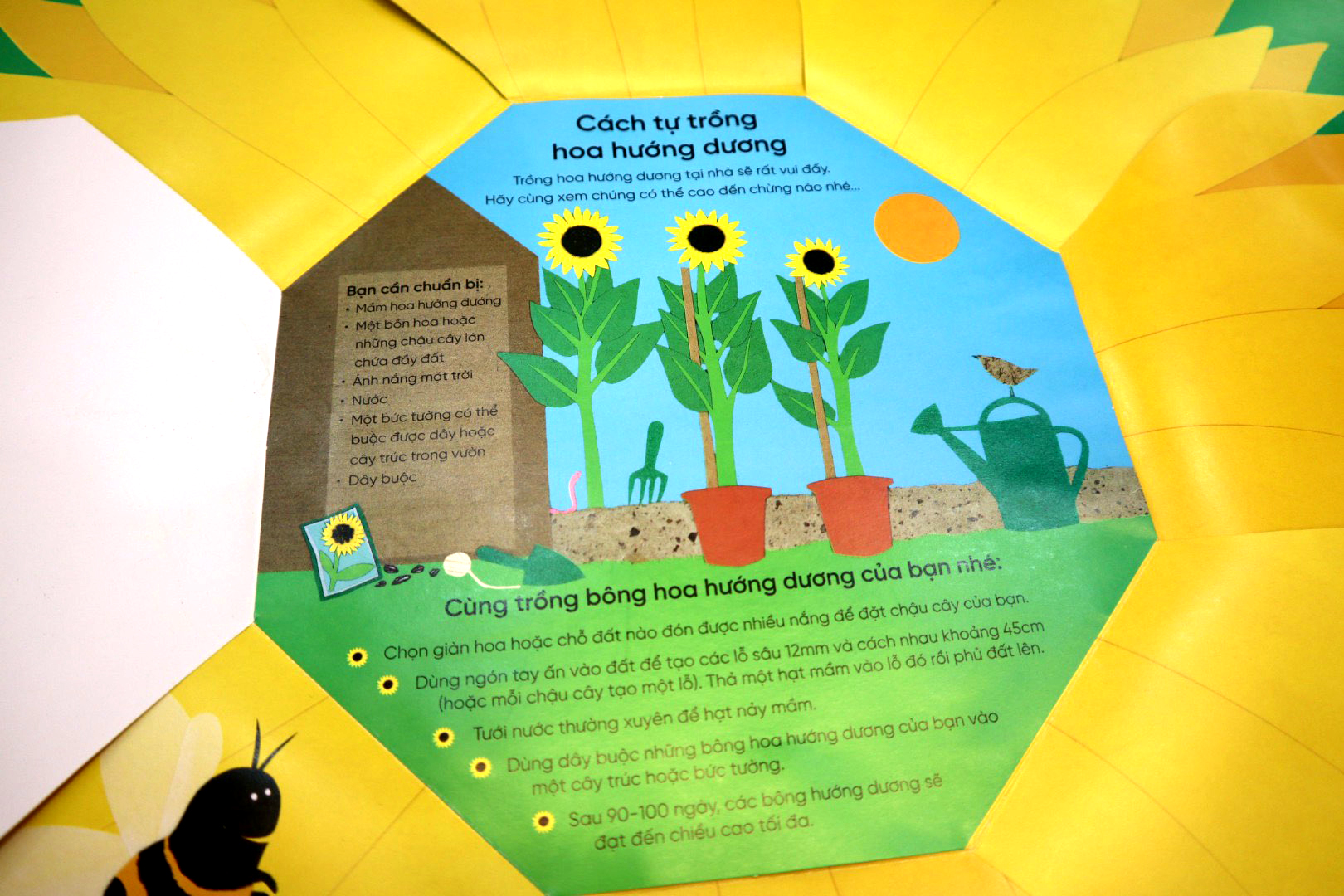 vòng đời kỳ diệu - hoa hướng dương lớn lên như thế nào?