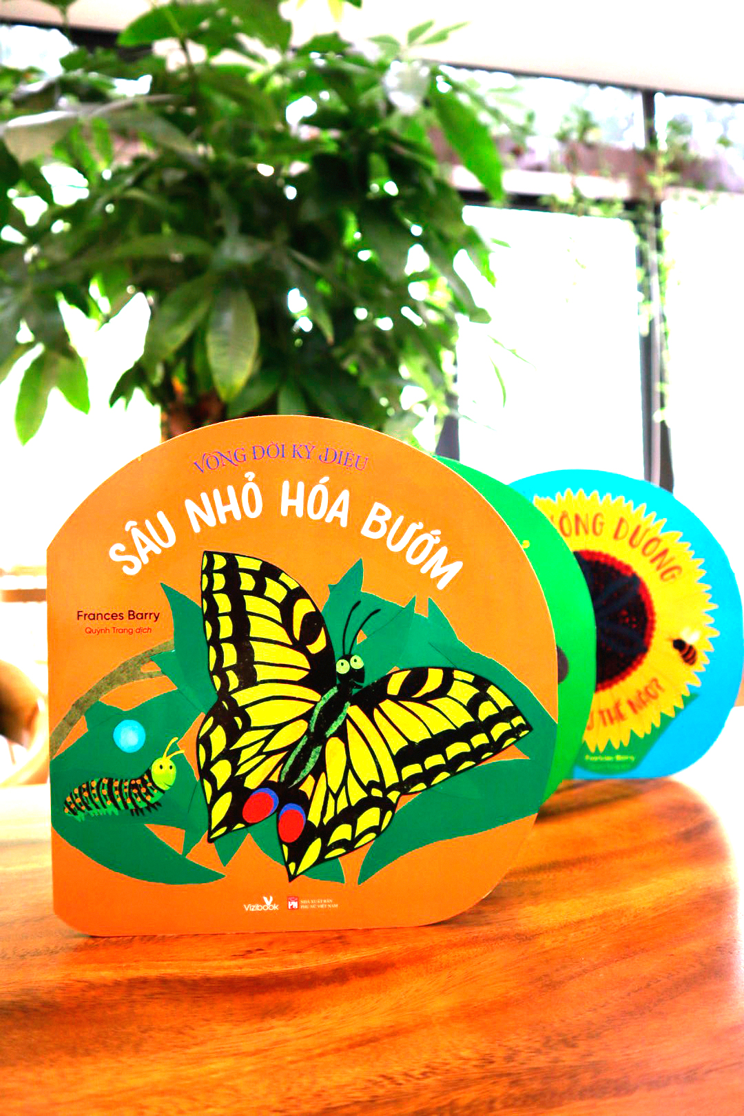 vòng đời kỳ diệu - sâu nhỏ hóa bướm