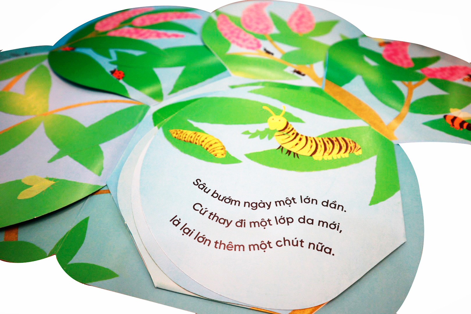 vòng đời kỳ diệu - sâu nhỏ hóa bướm