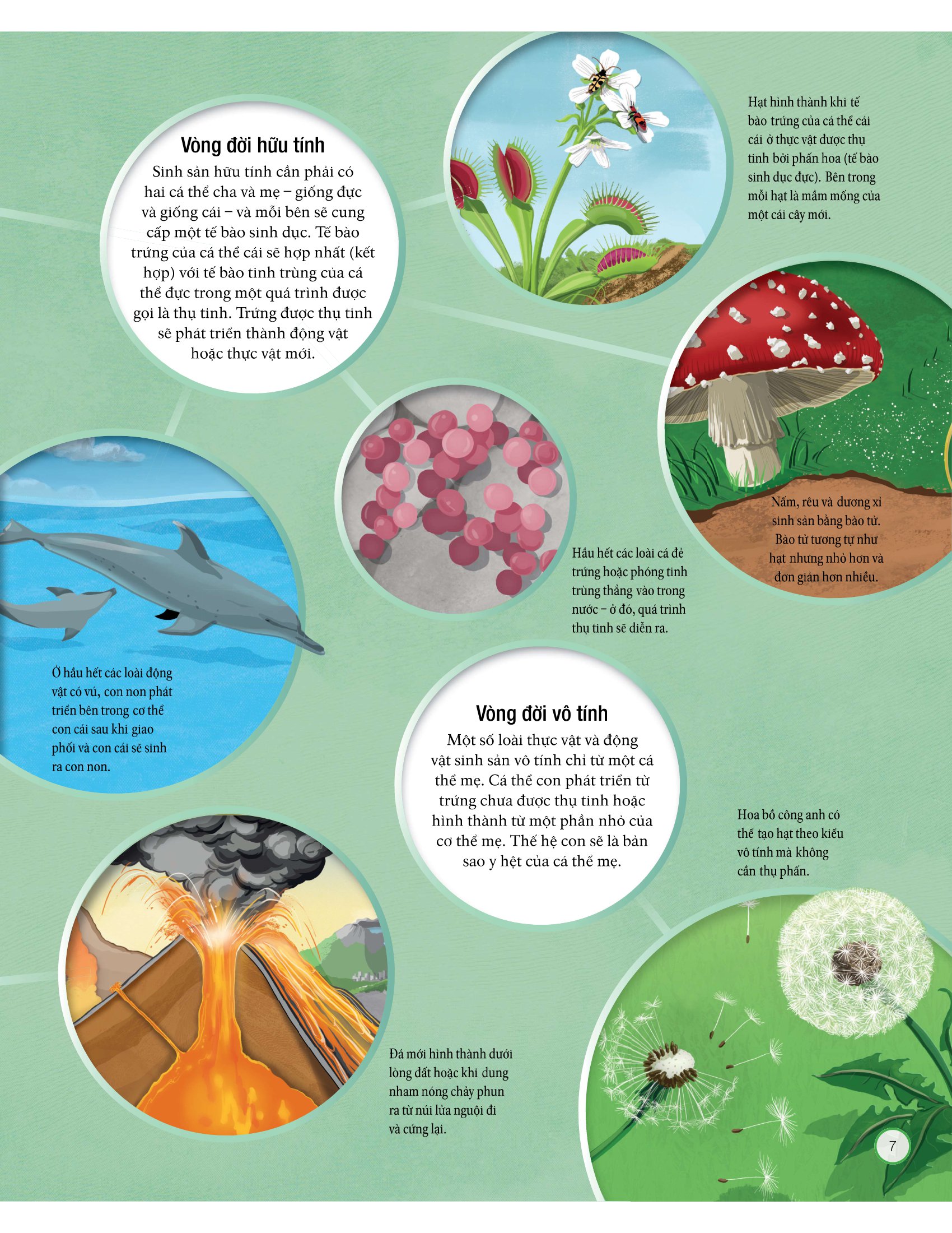 vòng đời - life cycles