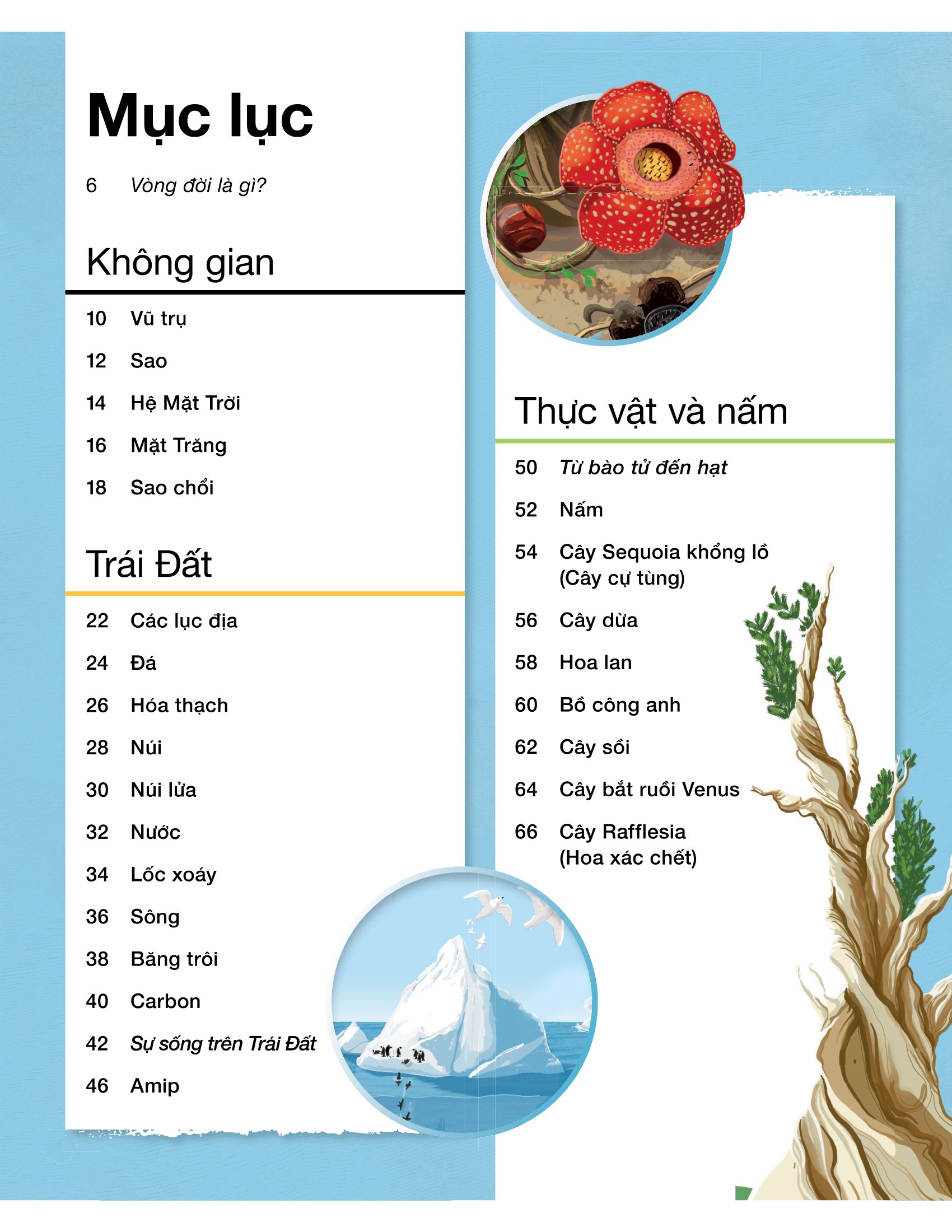 vòng đời - life cycles