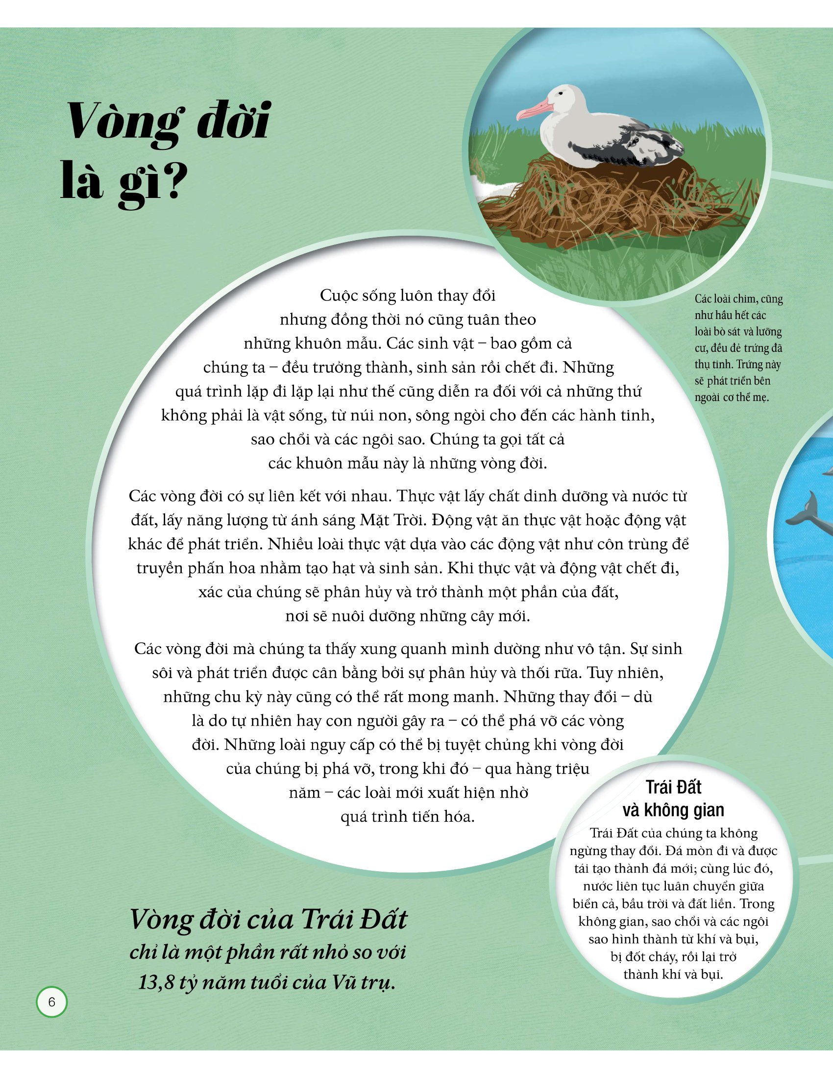 vòng đời - life cycles