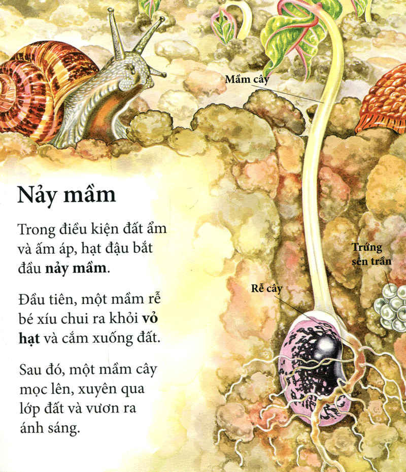 vòng quay sự sống - cây ơi lớn mau