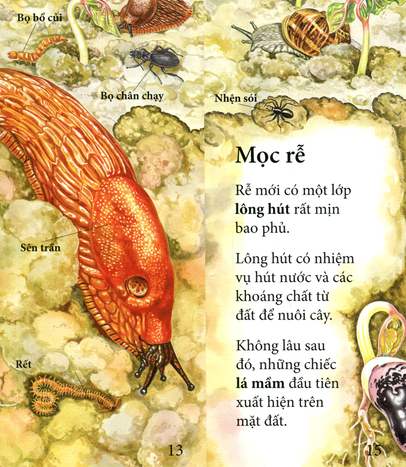 vòng quay sự sống - cây ơi lớn mau