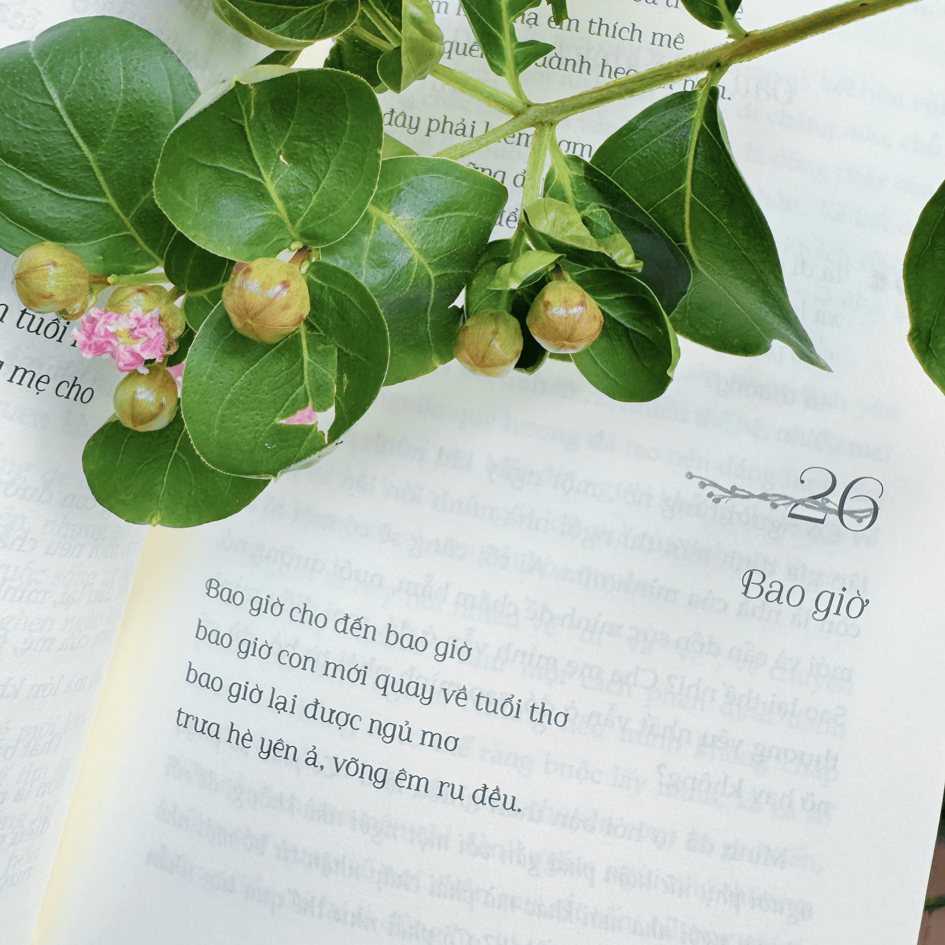 Vuon Nha Co Nang Trong Long No Hoa - Tang Kem Postcard