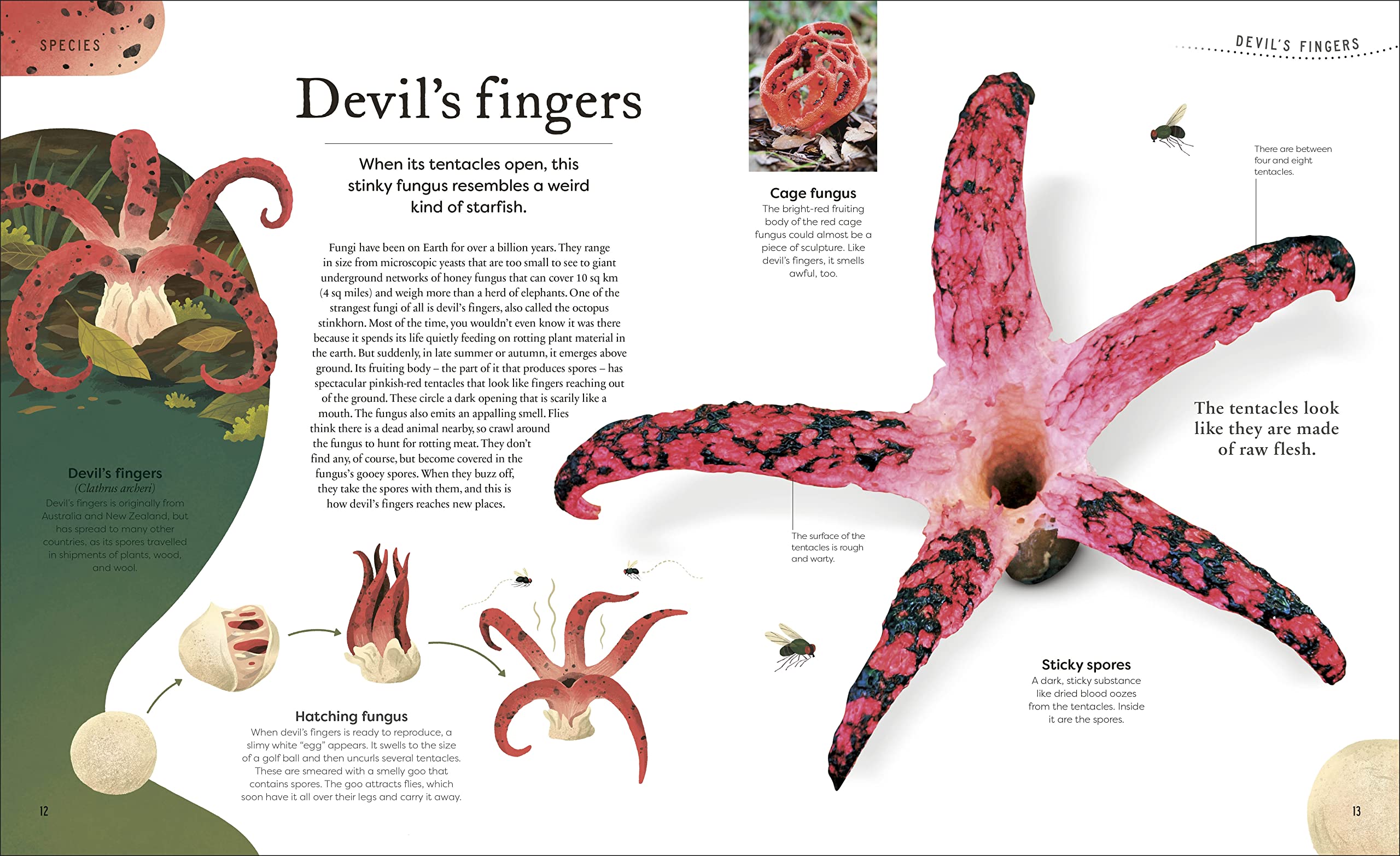 weird and wonderful nature -tales of more than 100 unique animals, plants, and phenomena