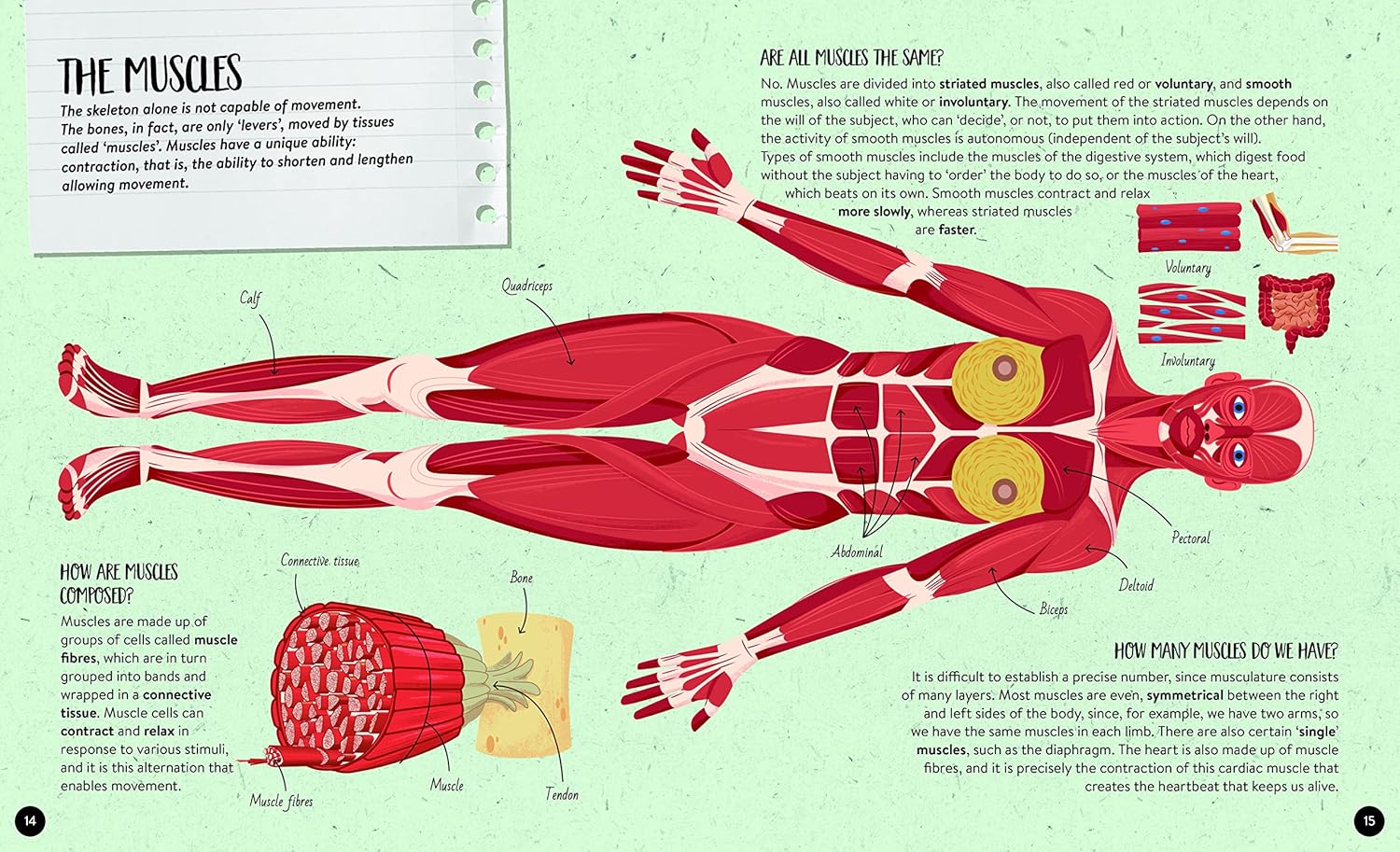 what how why human body