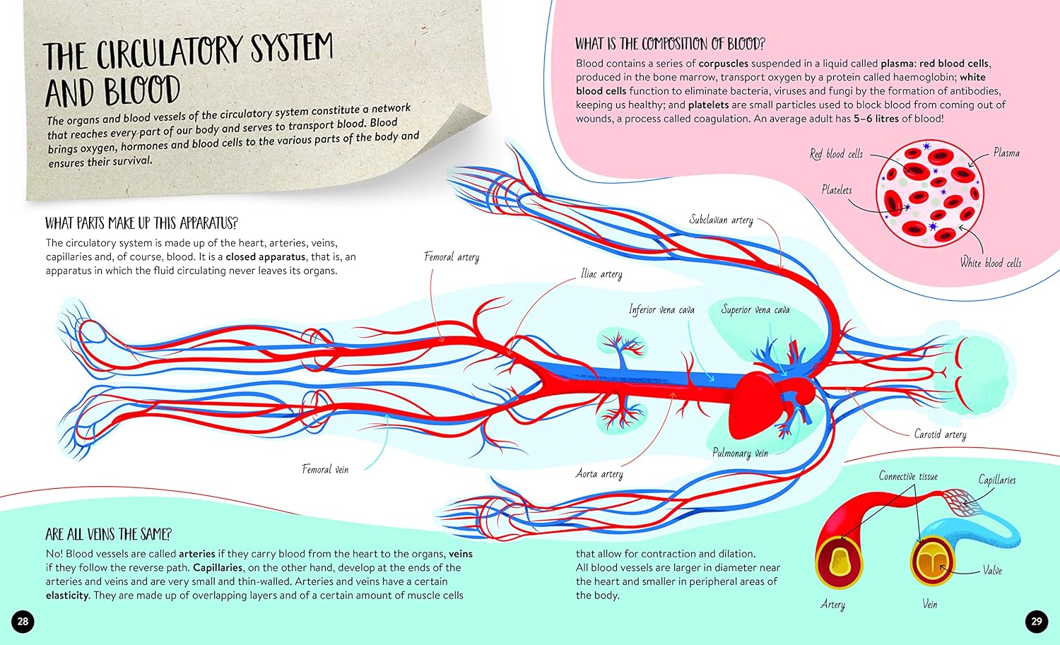 what how why human body