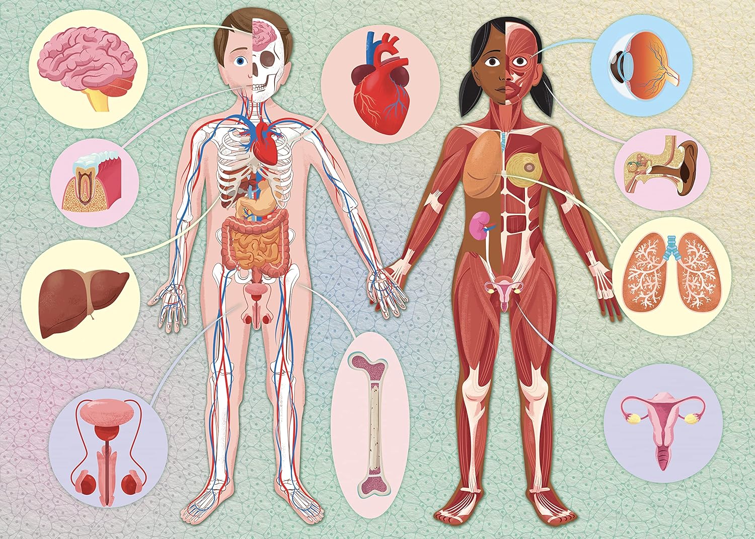 what how why human body