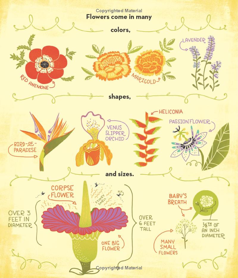 what's inside a flower?