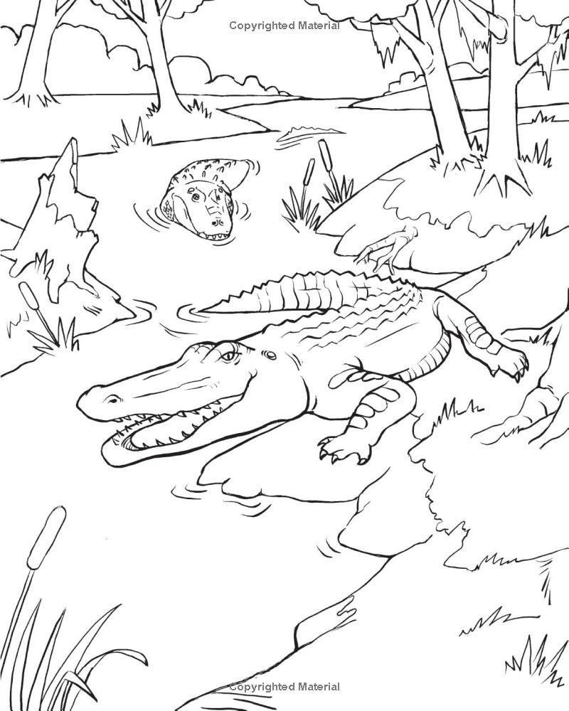 wild animal book for kids