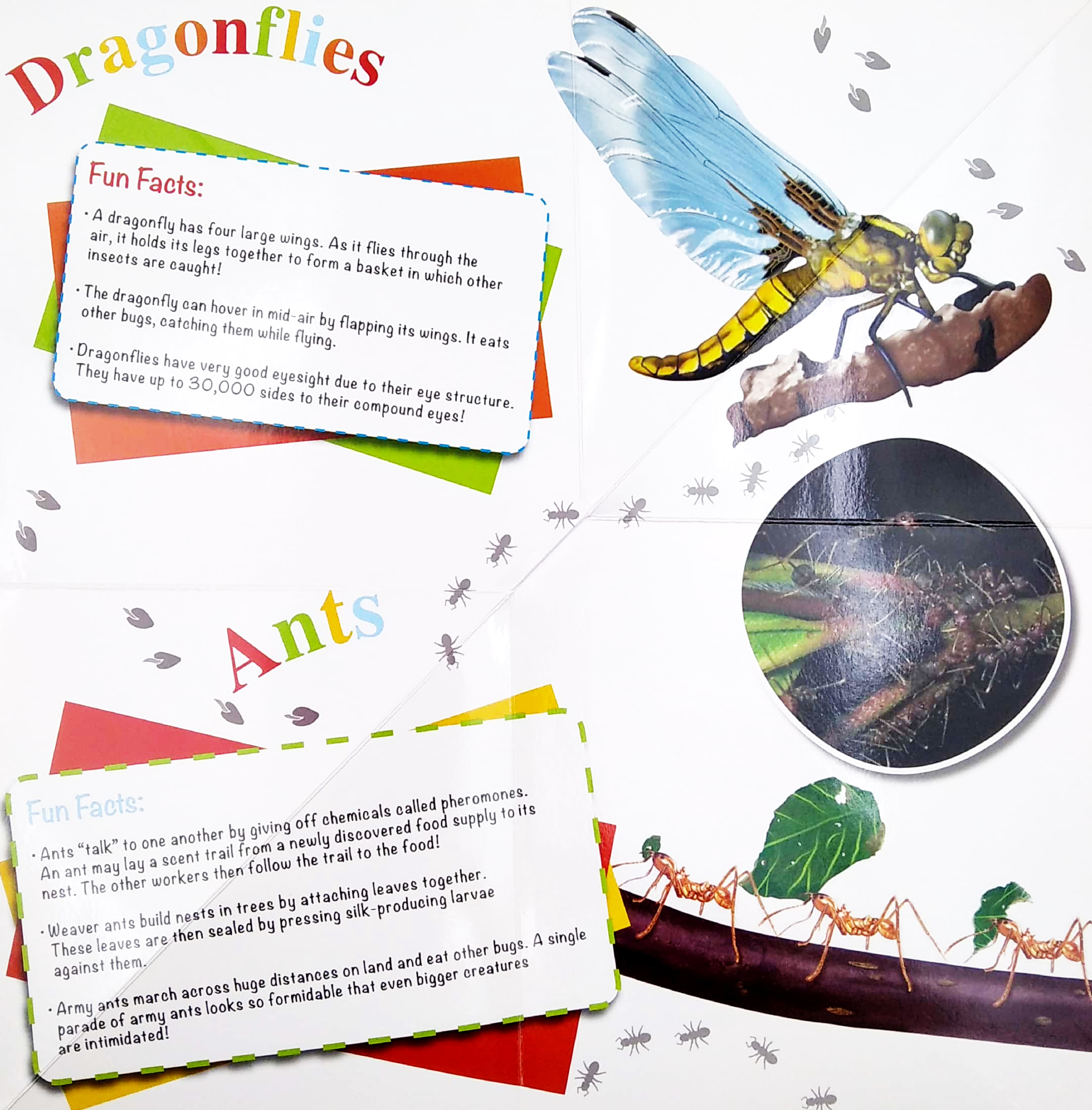 wonder of learning - my fold-out book of bugs