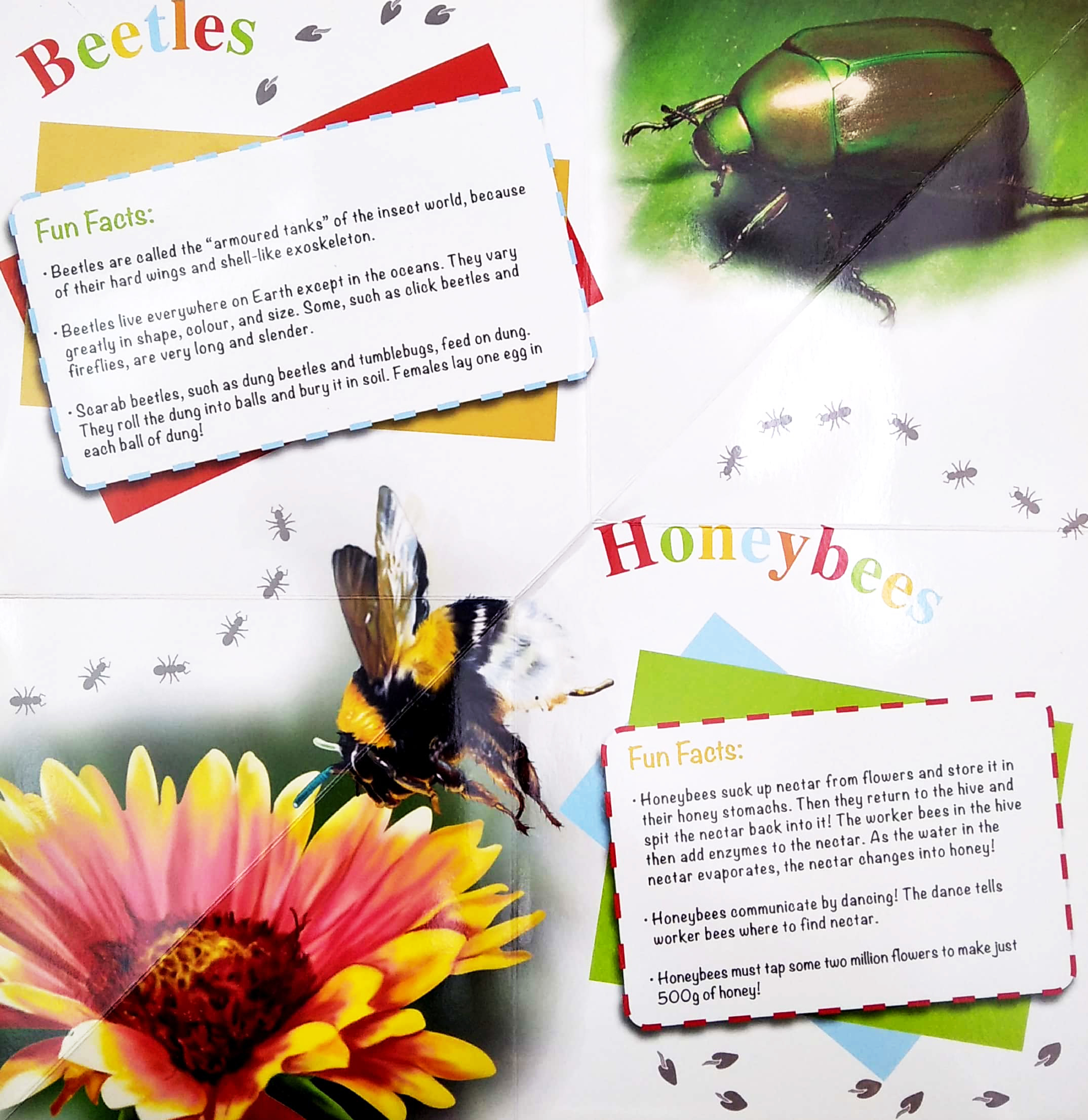 wonder of learning - my fold-out book of bugs