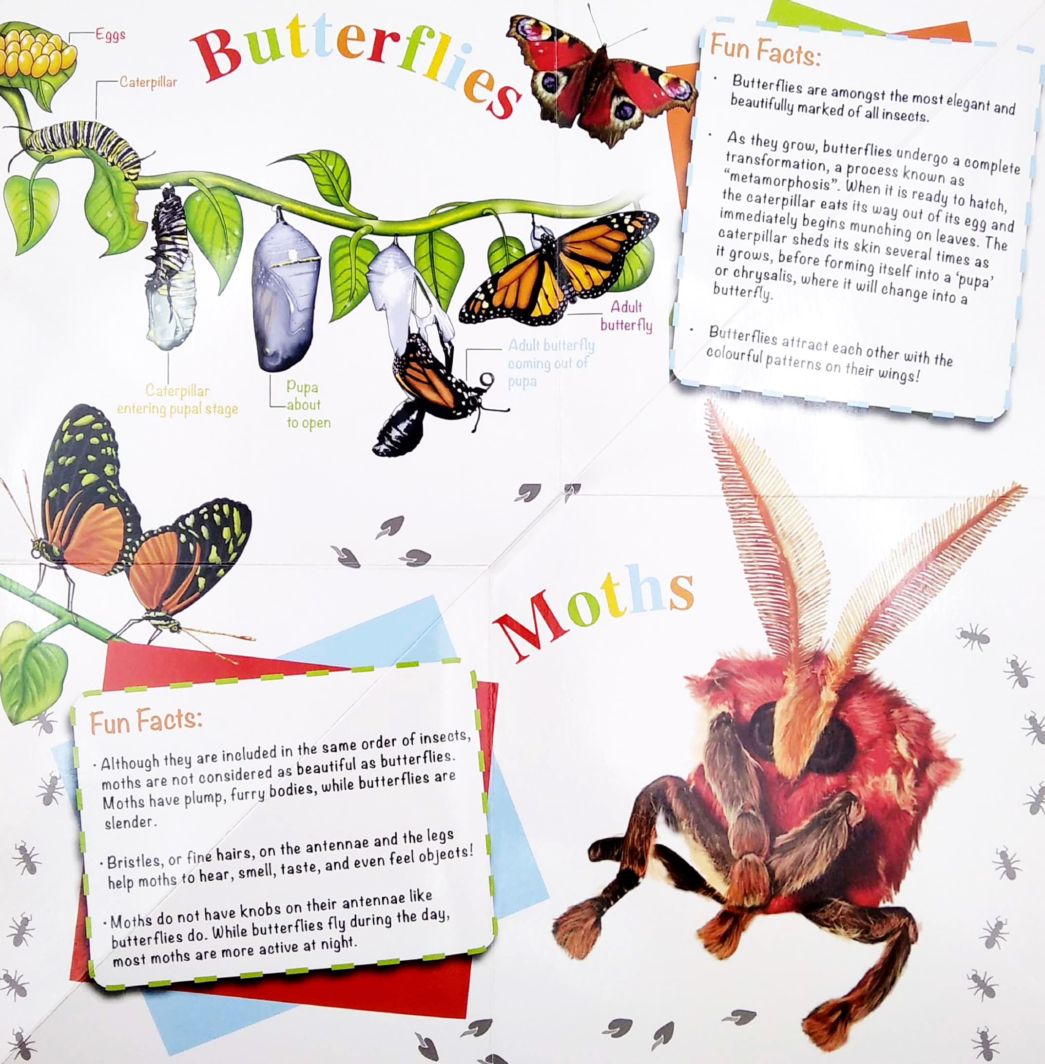 wonder of learning - my fold-out book of bugs