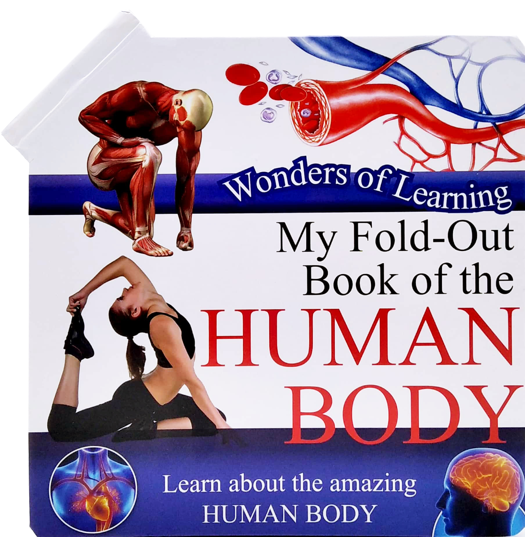 wonder of learning - my fold-out book of the human body