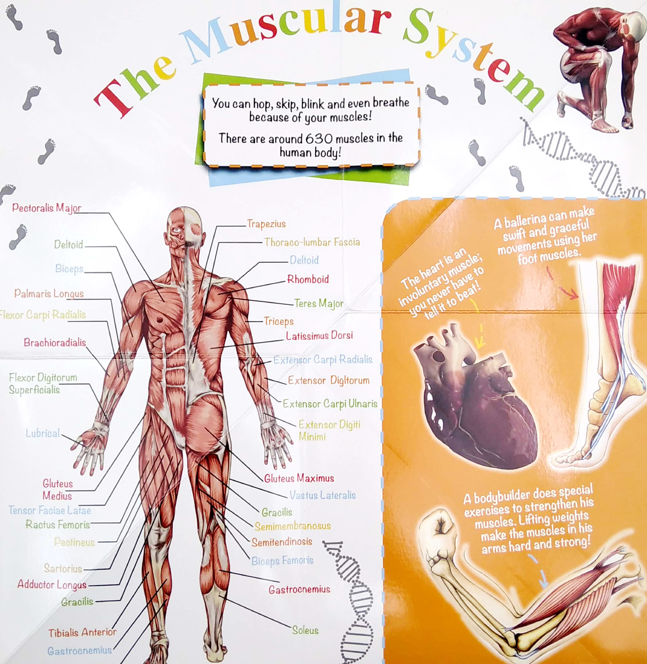 wonder of learning - my fold-out book of the human body