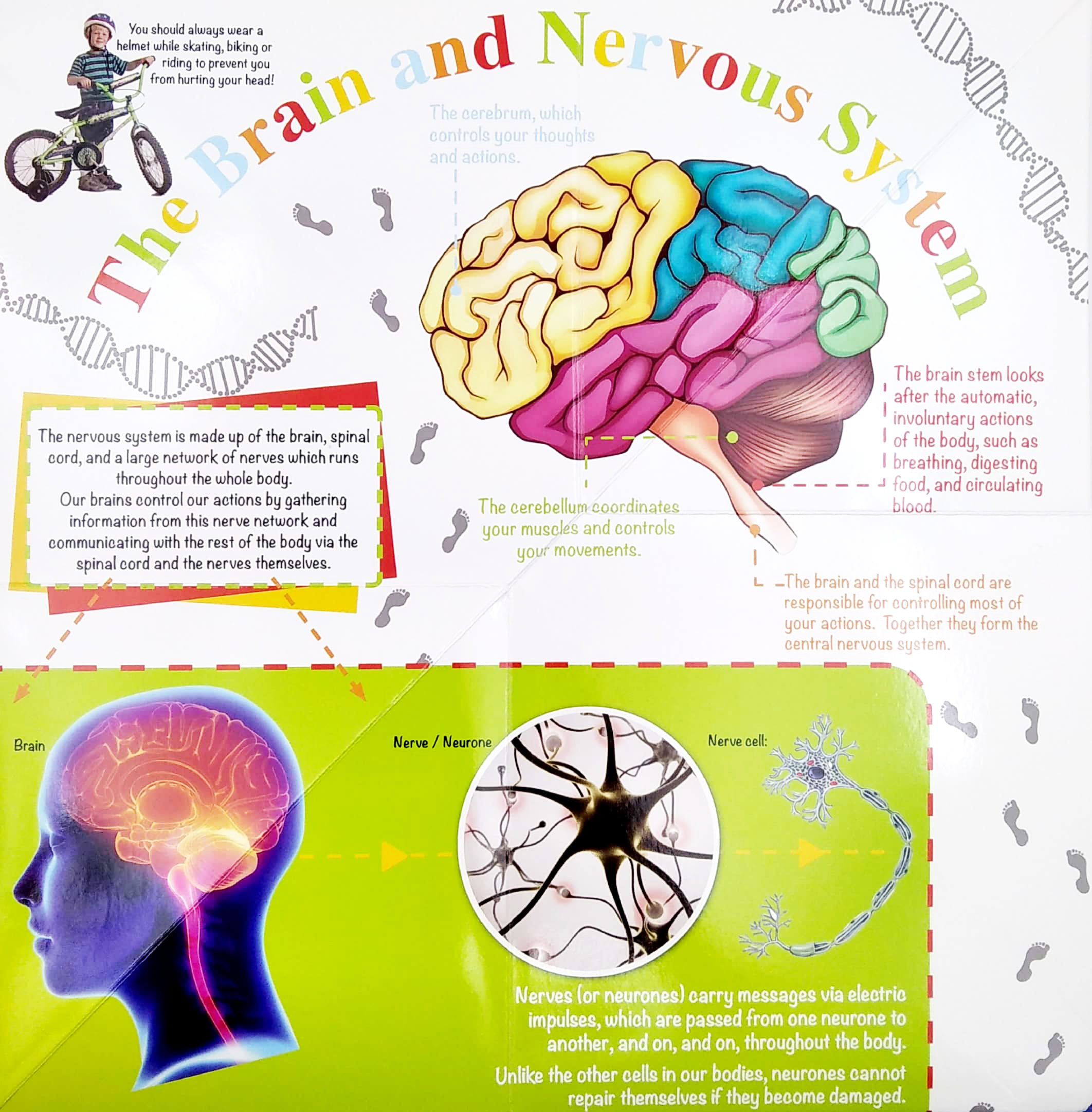 wonder of learning - my fold-out book of the human body