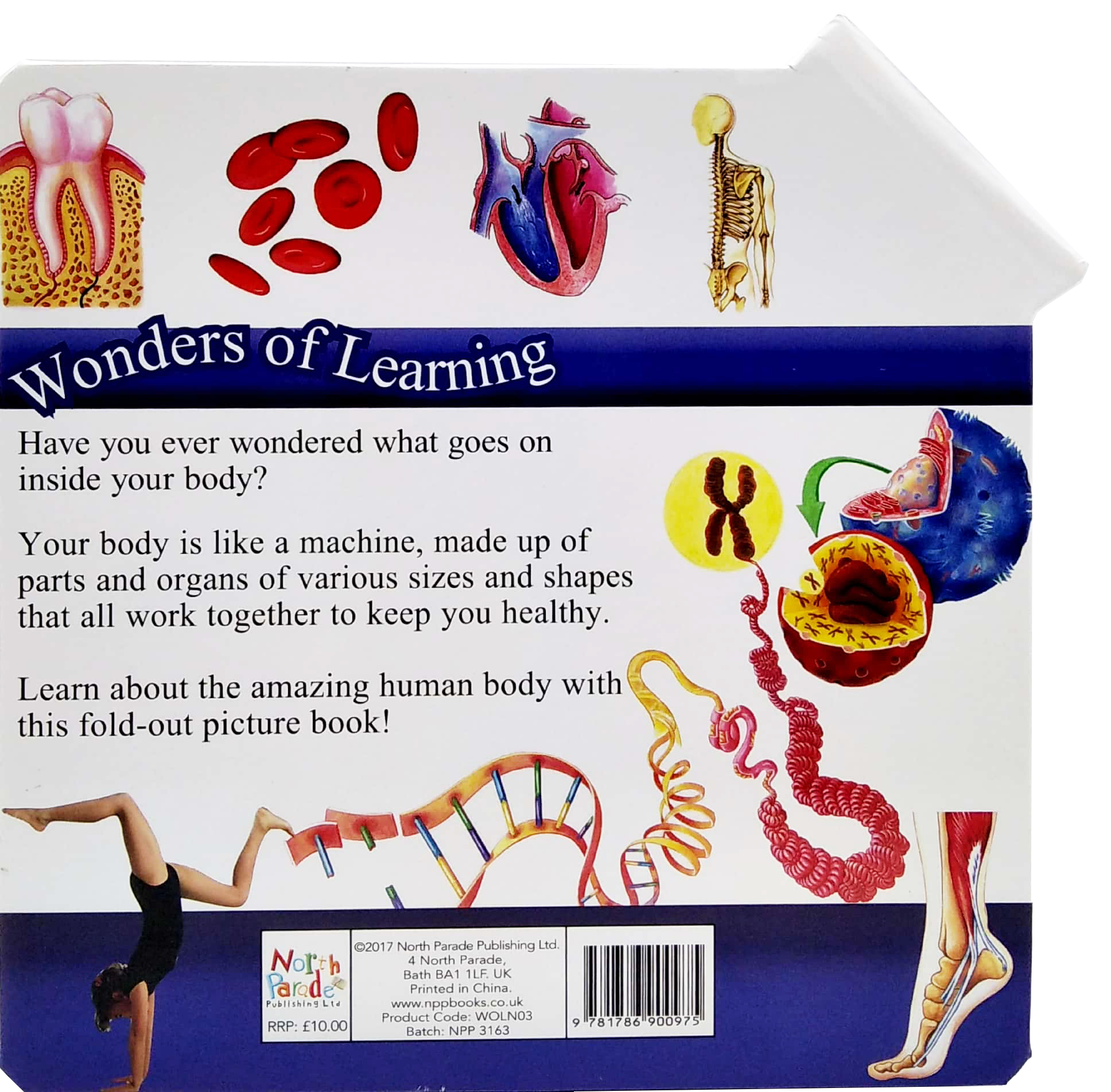 wonder of learning - my fold-out book of the human body