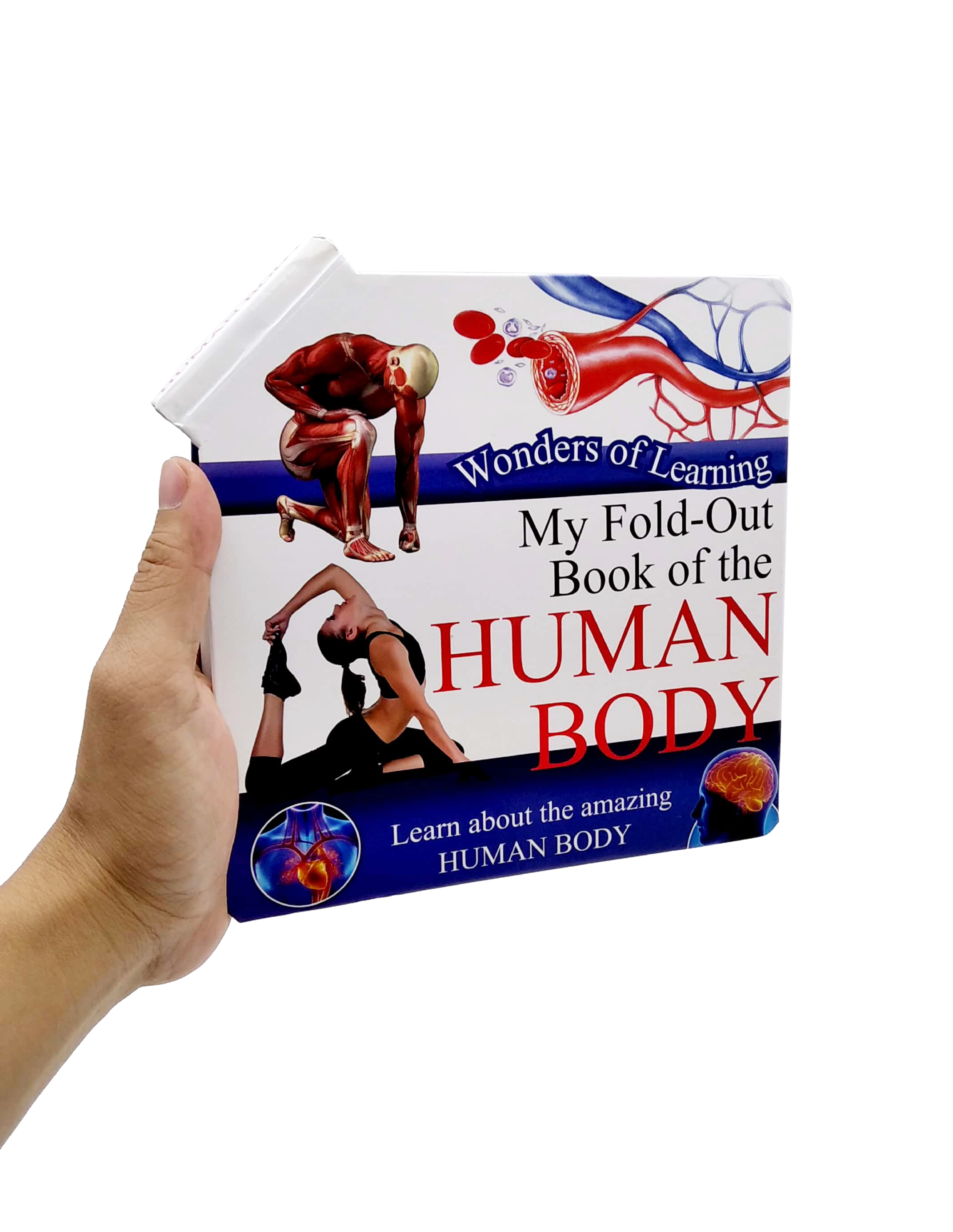 wonder of learning - my fold-out book of the human body