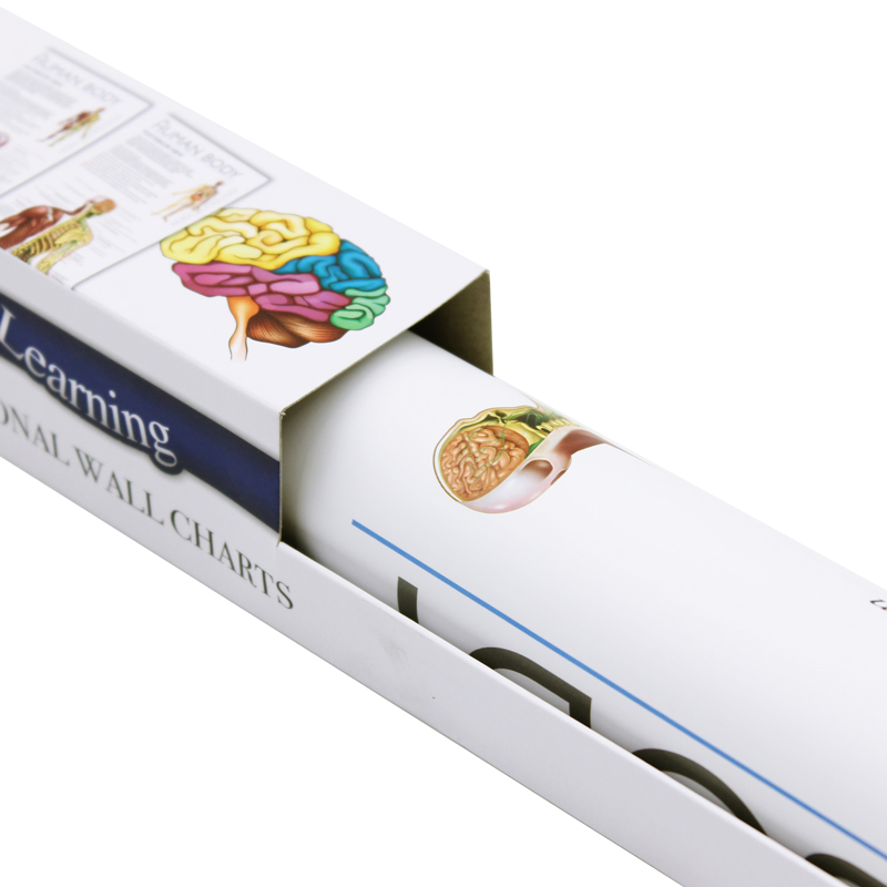 wonders of learning educational wall chart: discover the human body