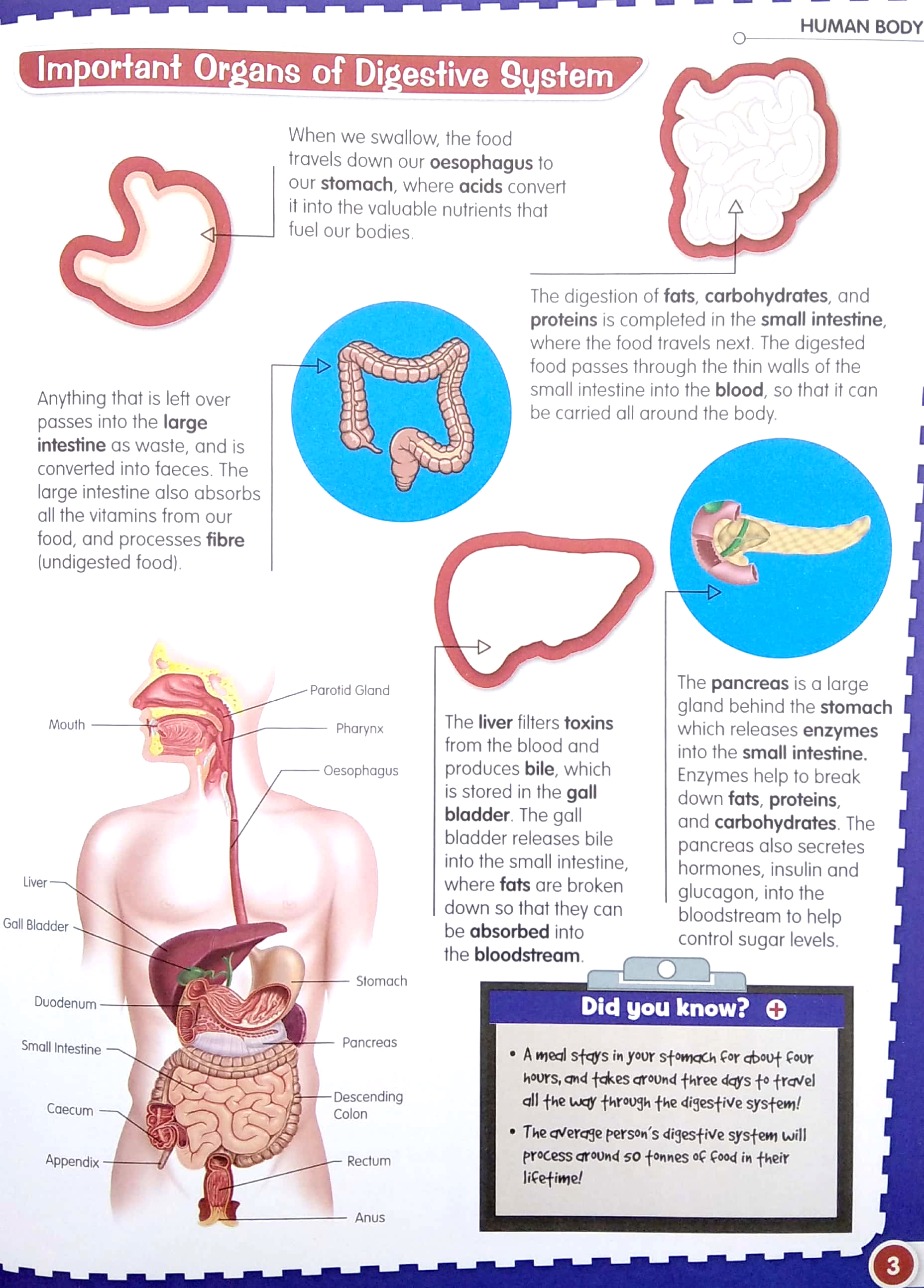 wonders of learning - sticker book - human body