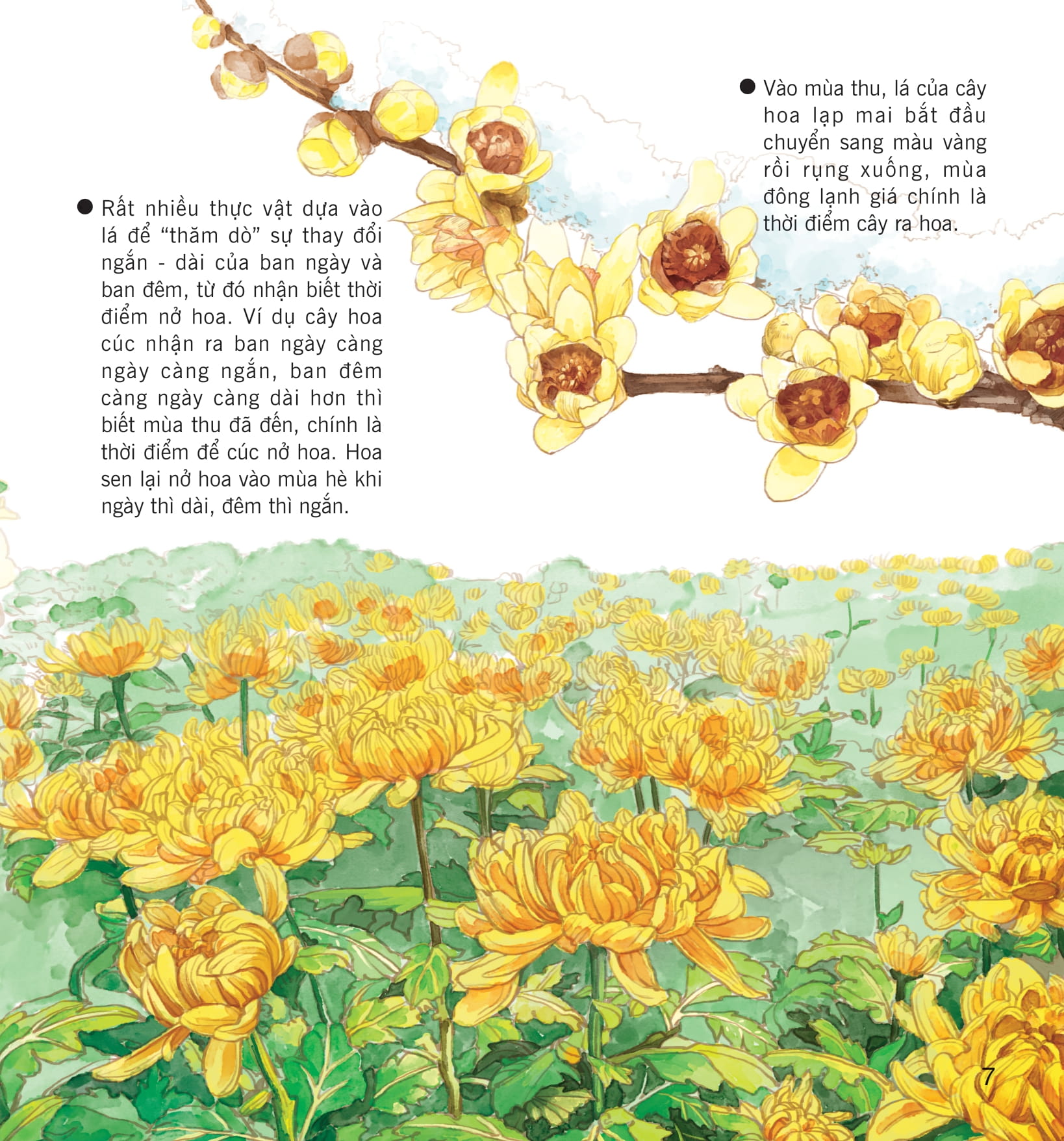 wow, thì ra là thế! - bí mật nhỏ của thực vật