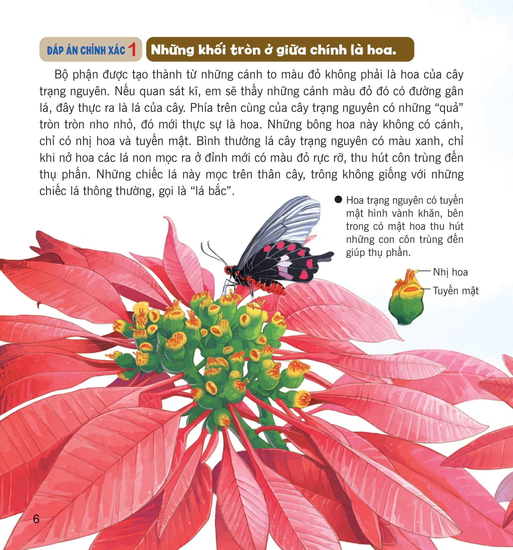 wow, thì ra là thế! - sự sinh trưởng của thực vật