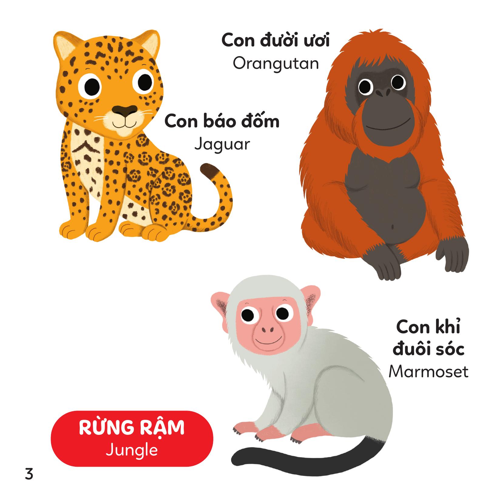 Xoay Xoay Xoay Đi Tìm - Vườn Thú - Bìa Cứng