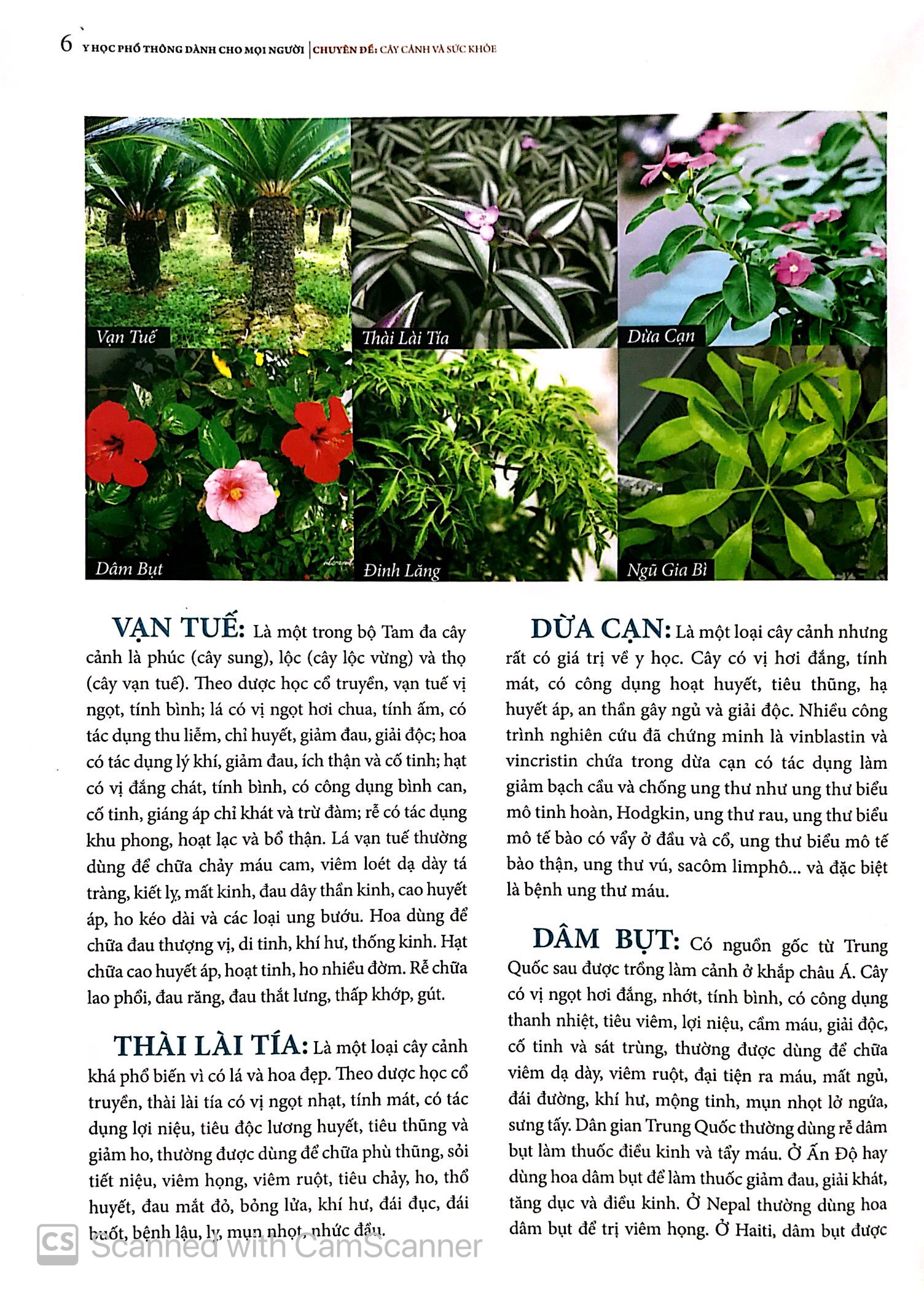 y học phổ thông dành cho mọi người - chuyên đề: cây cảnh và sức khỏe