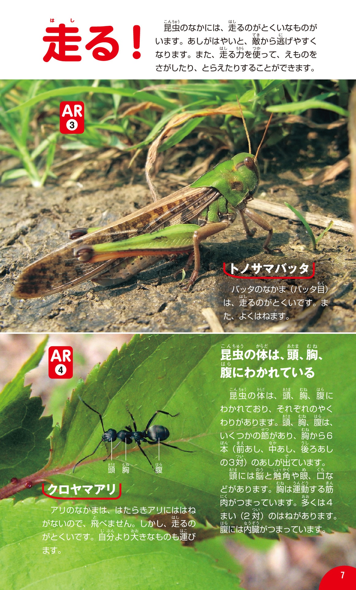 学研の図鑑live(ライブ)ポケット1 昆虫 konchuu