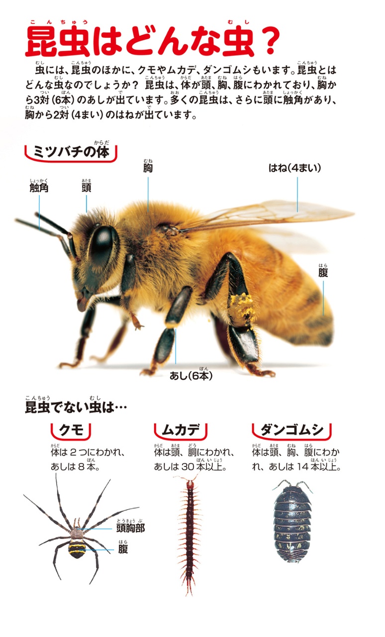 学研の図鑑live(ライブ)ポケット1 昆虫 konchuu