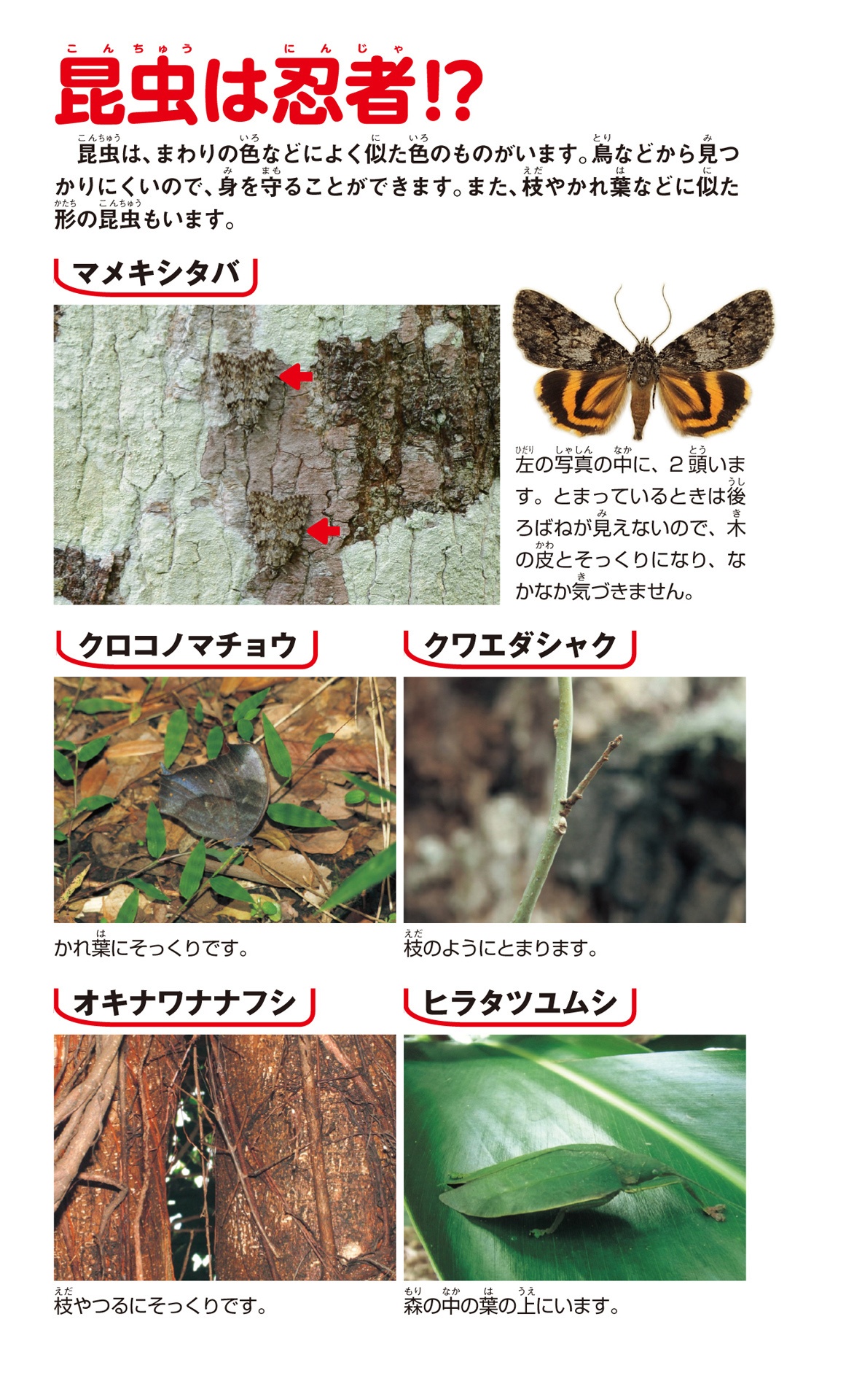 学研の図鑑live(ライブ)ポケット1 昆虫 konchuu