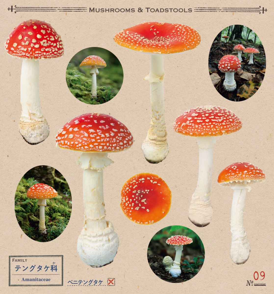 小学館の図鑑neo きのこシール - kinoko sticker