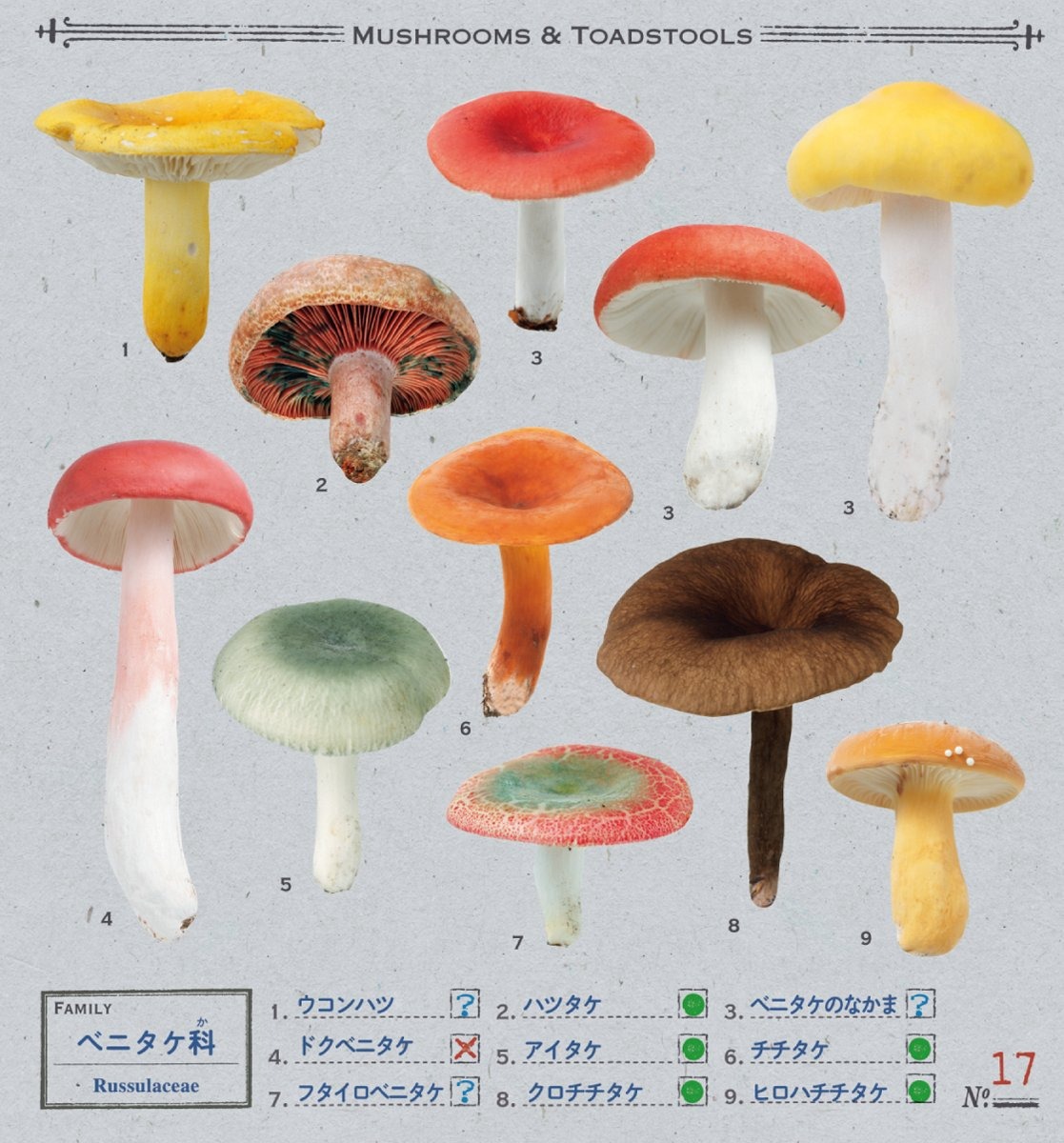 小学館の図鑑neo きのこシール - kinoko sticker